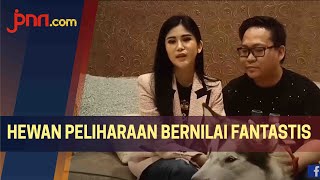 Klaviera Stephanie Si Cantik Pencinta Anjing Ras [upl. by Valdas465]