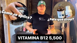 Cómo aplicar la vitamina B12 5500 en los GLLOS 🔥🐓 [upl. by Wie]