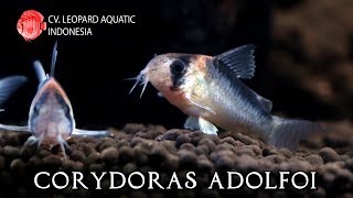 Corydoras Adolfoi Leopard Aquatic A008B [upl. by Jerrold237]