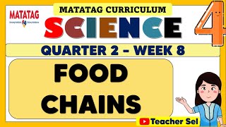 SCIENCE 4 QUARTER 2 WEEK 8 MATATAG  FOOD CHAINS [upl. by Ahkos]