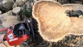 Echo 7310 cutting big hardwood😎👍 [upl. by Adlaremse]