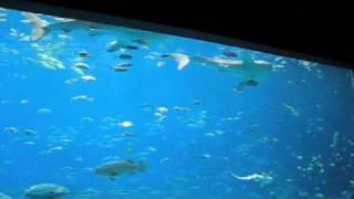 Journey with the Gentle Giants  Whale Shark Dive [upl. by Winshell]