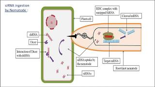 RNAi amp Gene Silencing in Meloidogyne incognita  Biotechnology and its Applications  Class 12 [upl. by Carlene]