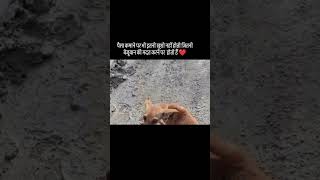 ritik dog kennel halp on dogs 🥺🥺video love trending halpe ritikdoglover dogaggression [upl. by Ennairek]