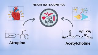 Heart Rate control in our Body Atropine Vs Acytylcholine [upl. by Ahtaela]