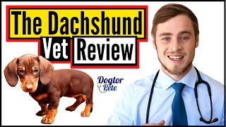 The Dachshund 2020  Veterinarian Review  Dogtor Pete [upl. by Phillada912]