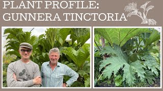 How to grow Gunnera Tinctoria a plant profile of this giant of the garden [upl. by Enyrehtac529]