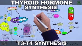 Thyroid Hormone Synthesis  T3  T4 [upl. by Yrevi]