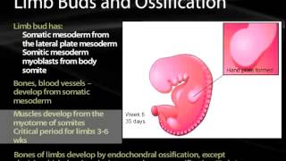 06 Somites and Muscle Development [upl. by Notlehs]