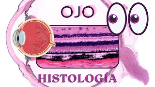 Histología de Ojo [upl. by Martelli]