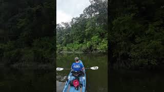 Rock Bass on Crooked Creek  Kayak Fishing  Bonafide RVR 119  Nature [upl. by Nallac930]