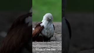 Brahminy Kite beautiful predator Raptors of India shorts youtubeshorts [upl. by Toscano]