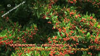 vuurdoorn  pyracantha Fiery Cascade [upl. by Narak]