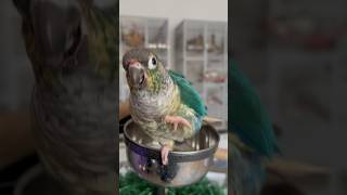 Happy Parrot Dancing birds parrots greencheekconure [upl. by Annavoeg]