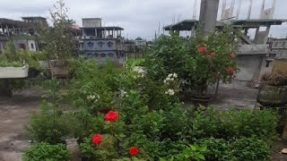 Mero Phul Bari is live [upl. by Narat]