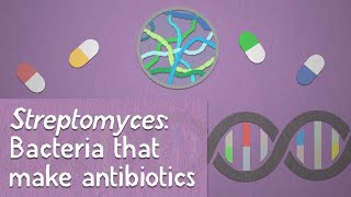 Streptomyces Bacteria that make antibiotics [upl. by Popele918]