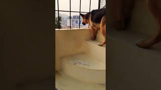 german shepherd dog barking  gsd dog barking  puppy barking  dog barking  dogs voices [upl. by Anelrahc]