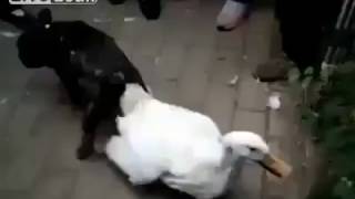 PERRO SE QUEDA PEGADO A PATO [upl. by Nastassia]