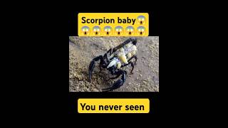 quotUnveiling Scorpions 5 Facts That Will Surprise Youquot ytshorts facts shorts [upl. by Deevan]