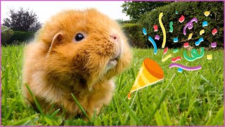 Good News for Guinea Pig 🎉 [upl. by Lowndes]