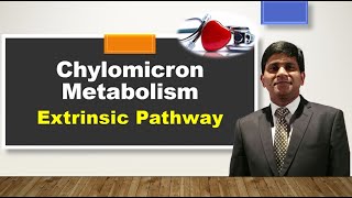 Chylomicron metabolism Lipoprotein metabolism  Exogenous pathway of lipid transport [upl. by Kayley]