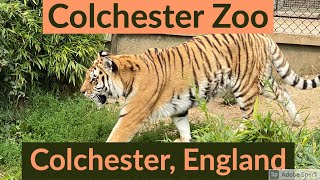 Colchester Zoo in Colchester England [upl. by Aciras315]