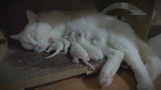 Yuanxiao becomes a mother Day 1 first 4 cat babies [upl. by Giffard]