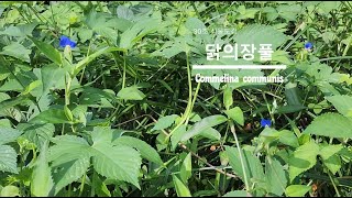 30초 식물도감닭의장풀 Commelina communis [upl. by Yrol156]