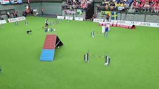 RIU Tamas Traj Agility Large Individual FCI AWC 2022 [upl. by Chilcote]