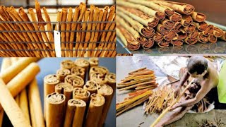 Cinnamon bring harvested and cured at a plantation in Sri Lanka  How to make Ceylon Cinnamon sticks [upl. by Esaj]