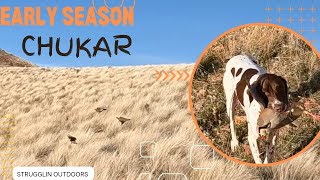 Early Season Chukar hawk catches chukar in air [upl. by Ldnek]