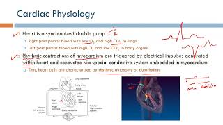 Electrocardiography ECG Part 1 Biomedical Instrumentation Course Recordings  Fall 2021 [upl. by Ainadi494]