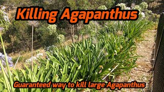 How to Kill Agapanthus  2024 11 [upl. by Thorin]