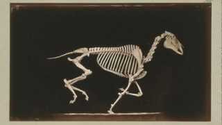 1881 Eadward Muybridge  quotThe Attitudes of Animals in Motion 194203 Skeleton of Horsequot [upl. by Evonne]