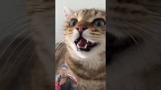 Meowing attract Cat । Funny cat 🤣🤣🤣 funny cat catlover meowingtv cute cutekitty kitty cats [upl. by Rabah]