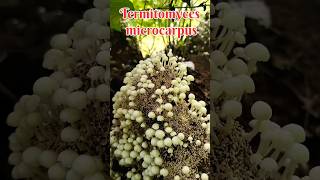 Termitomyces microcarpus rpmtheexplorer rpm explorer mushroom termitomycesmicrocarpus fooditem [upl. by Bearce821]