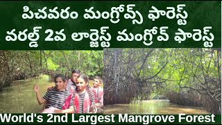 Pichavaram Mangrove Forest Vlog in Telugu  World 2nd Largest Mangrove Forest [upl. by Sherwynd967]