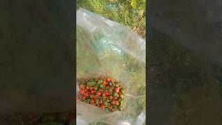 beautiful dalley hot chilli harvesting time [upl. by Vareck]