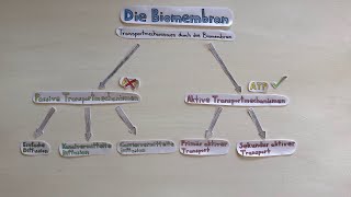 Die Biomembran II  Transportmechanismen durch die Biomembran [upl. by Natal]