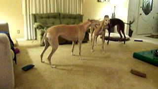 Greyhounds playing [upl. by Valaria]