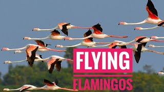 Flamingos Flying The greater flamingo Phoenicopterus roseus Migration [upl. by Yeniar]