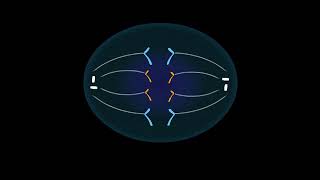 Mitose division dune cellule animale [upl. by Mora]