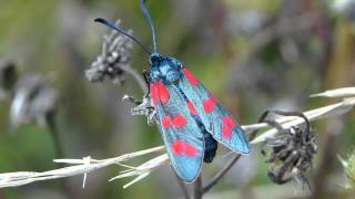 Sechsfleck Widderchen Zygaena filipendulae [upl. by Aztiram]