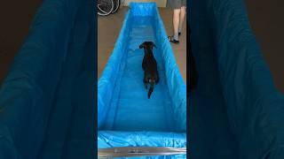 Easy athome hydrotherapy for your dog [upl. by Ydnas]