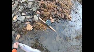 Steelhead fishing the Conneaut Creek in PA on 121623 [upl. by Marchak]