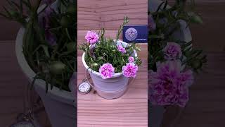 Moss Rose Flower Time lapse plants timelapse blooming [upl. by Brecher558]