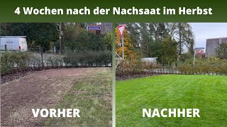 Rasen nachsäen im Herbst 🍂 🌱  So hat sich der Rasen nach 4 Wochen entwickelt [upl. by Marieann]