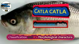 Catla catlaBocha Classification of Catla catla Indian major carp [upl. by Huckaby]