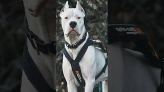 Pitbull vs dogo Argentino fight 🔥😡kon jitega shorts shortsfeed viralshorts doglovers [upl. by Bonnee652]