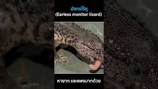 มังกรไร้หูEarless monitor lizard [upl. by Llennehc544]